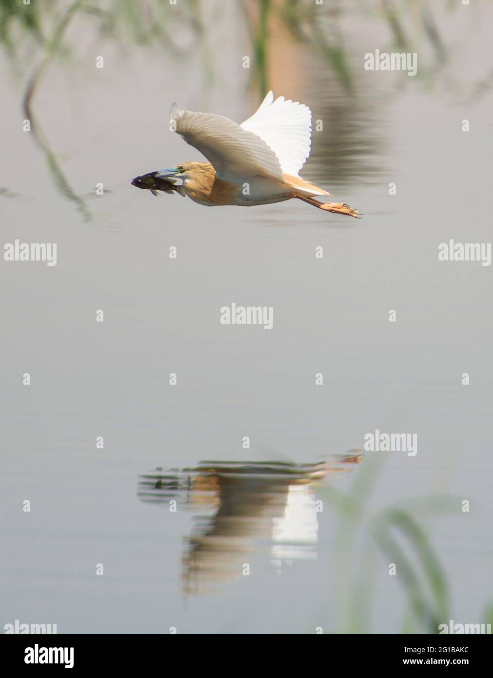 Squacco heron ardeola ralloides in flight over river water hunting with fish in mouth Stock Photo