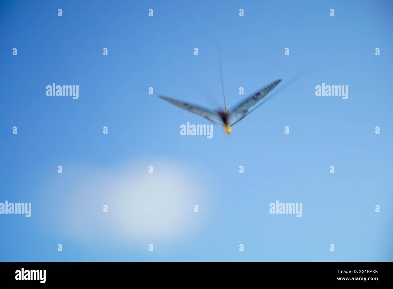 Mayfly in the air Stock Photo - Alamy