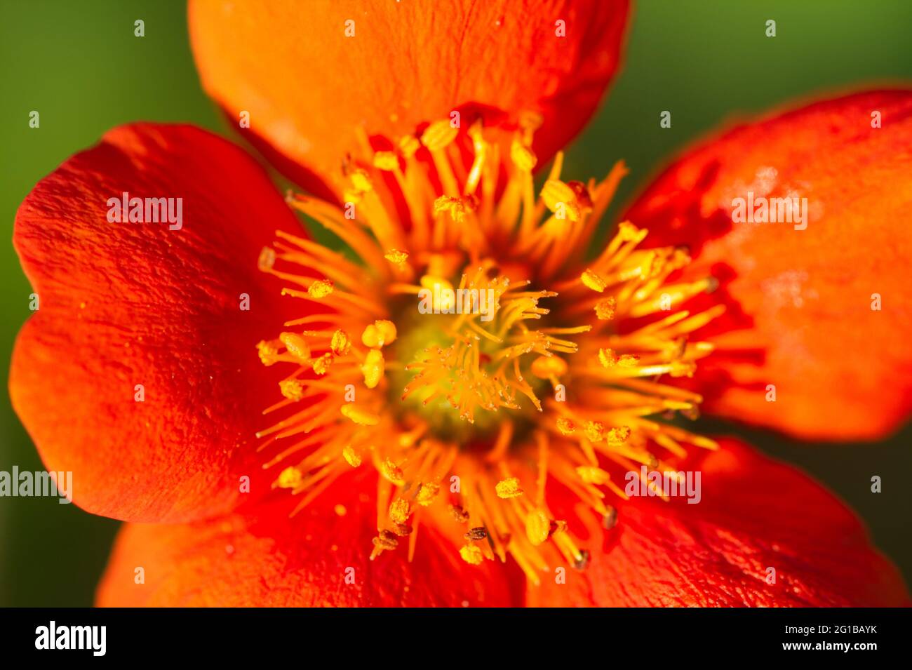 Geum coccineum 'Queen of Orange' close up in flower summer UK Stock Photo