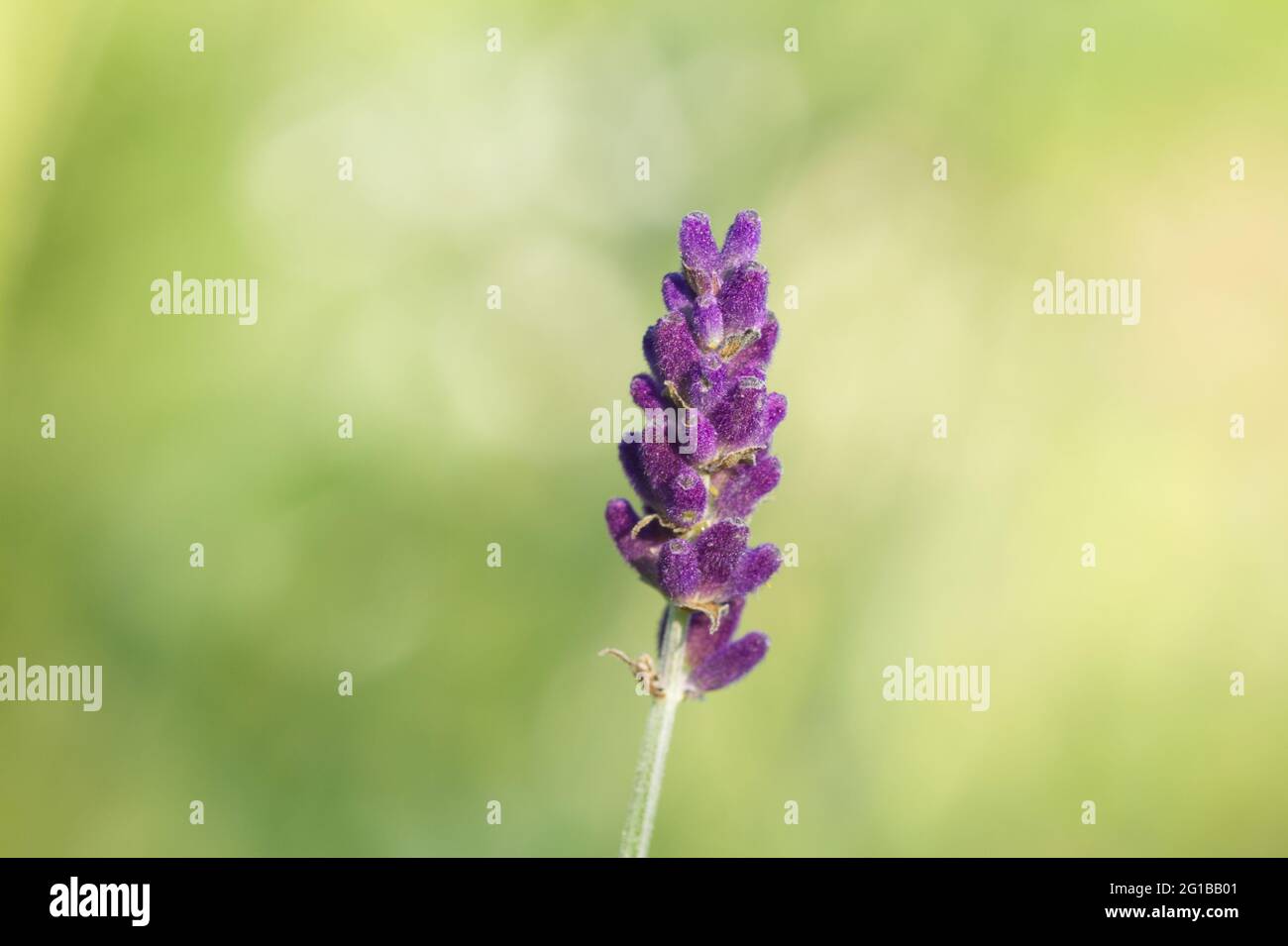 A single flower stem of Lavandula augustifolia Hidcote, English lavender plant in summer UK Stock Photo