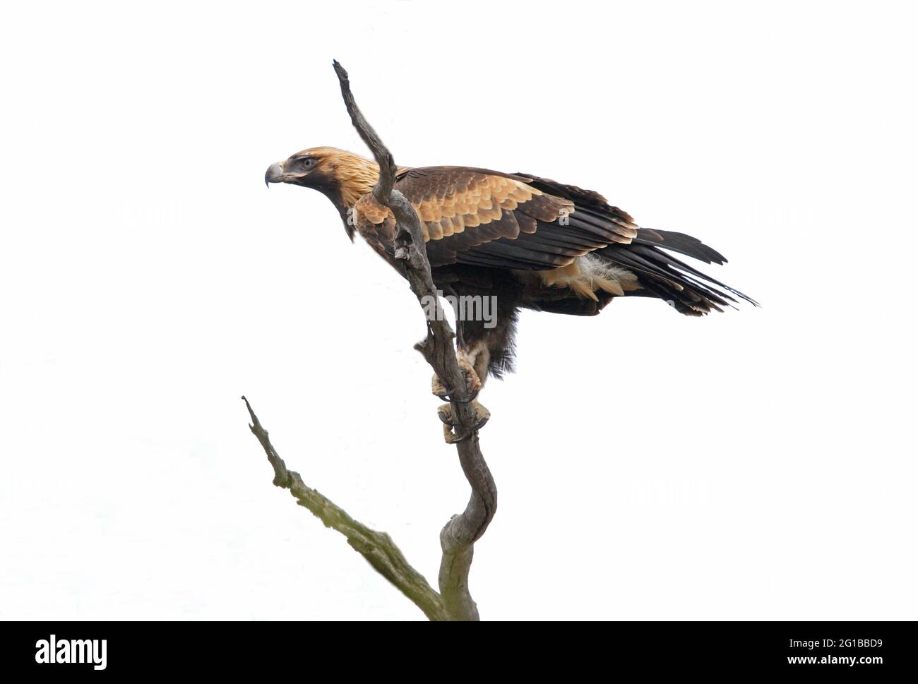 Wedge-tailed Eagle (Aquila audax audax) immature perched on dead branch south-east Queensland, Australia      January Stock Photo