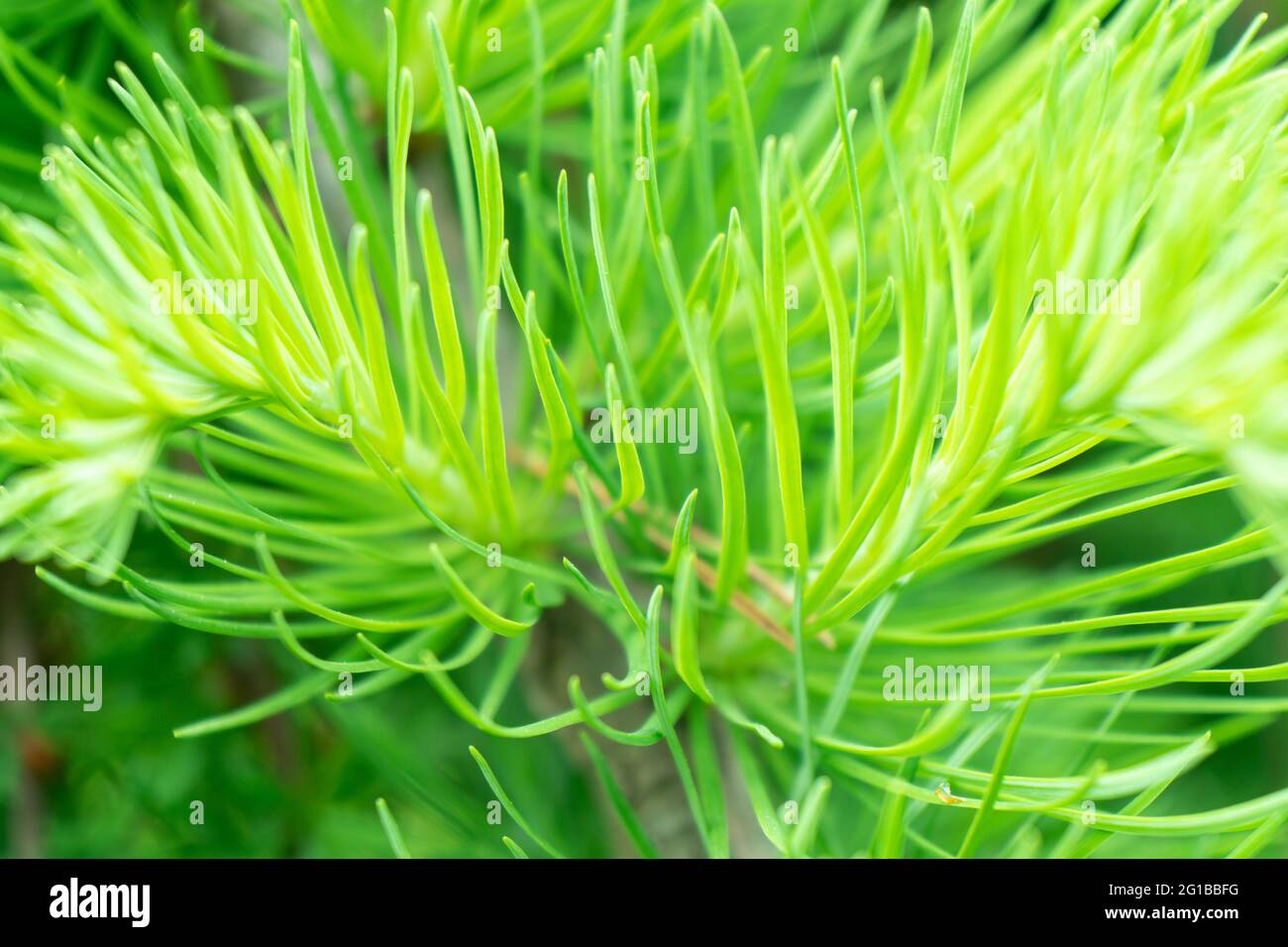 Macro shot green fir tree branch. Frame of evergreen pine needles. Pine tree branch close up. Christmas mockup with fir branches background. Stock Photo