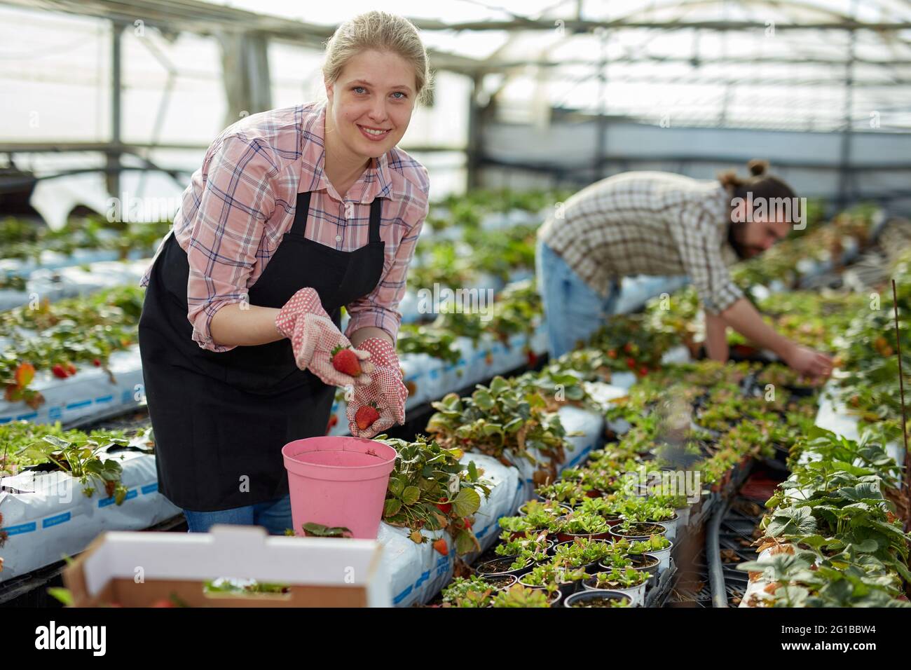 Satisfied woman showing harvest of strawberries Stock Photo - Alamy