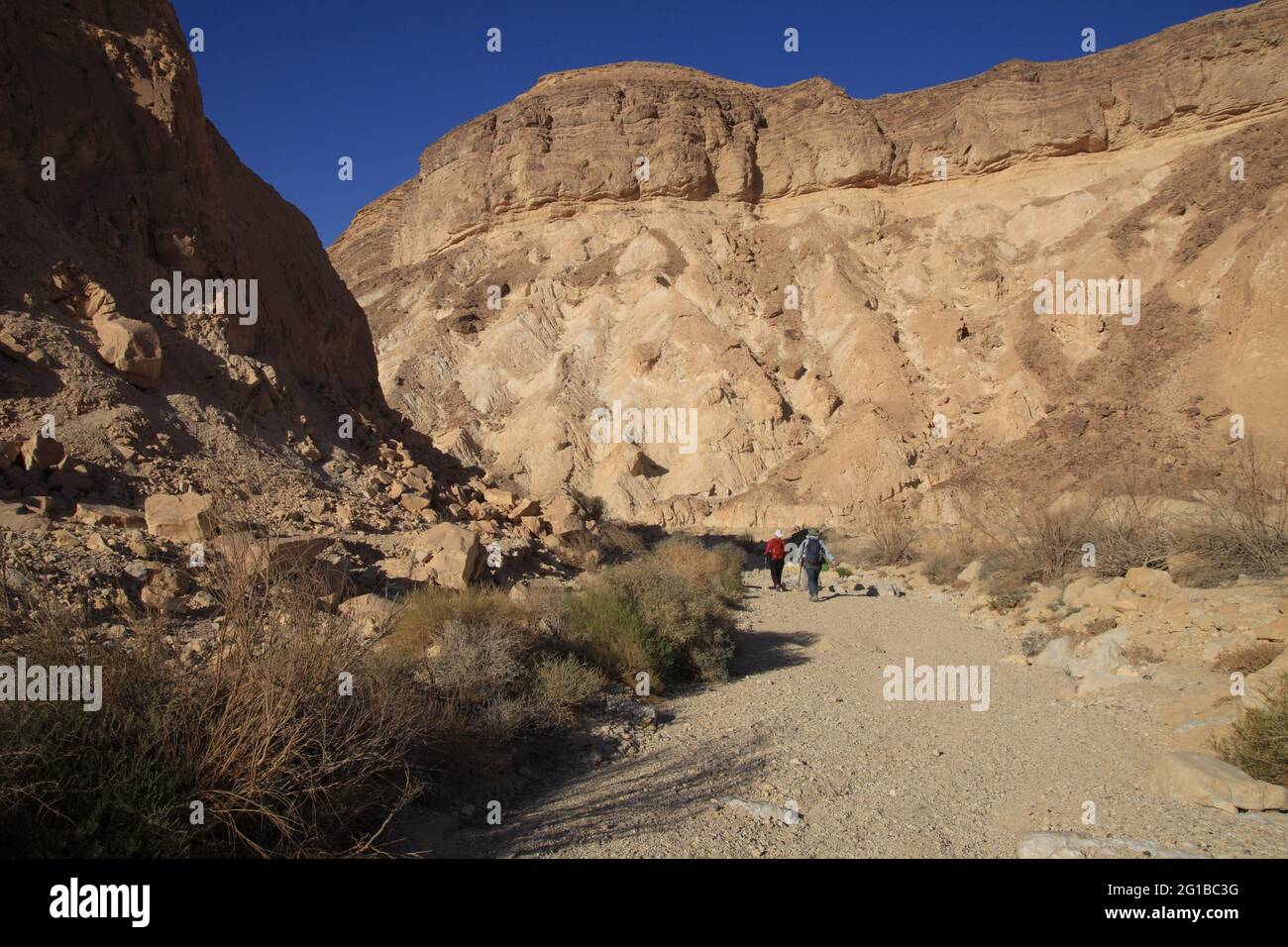 Base of a Limestone Noodle geological phenomenon, it's circling lines show how it evolved around a Limestone grain, Mt. Kippa, Meyshar, Negev Desert. Stock Photo