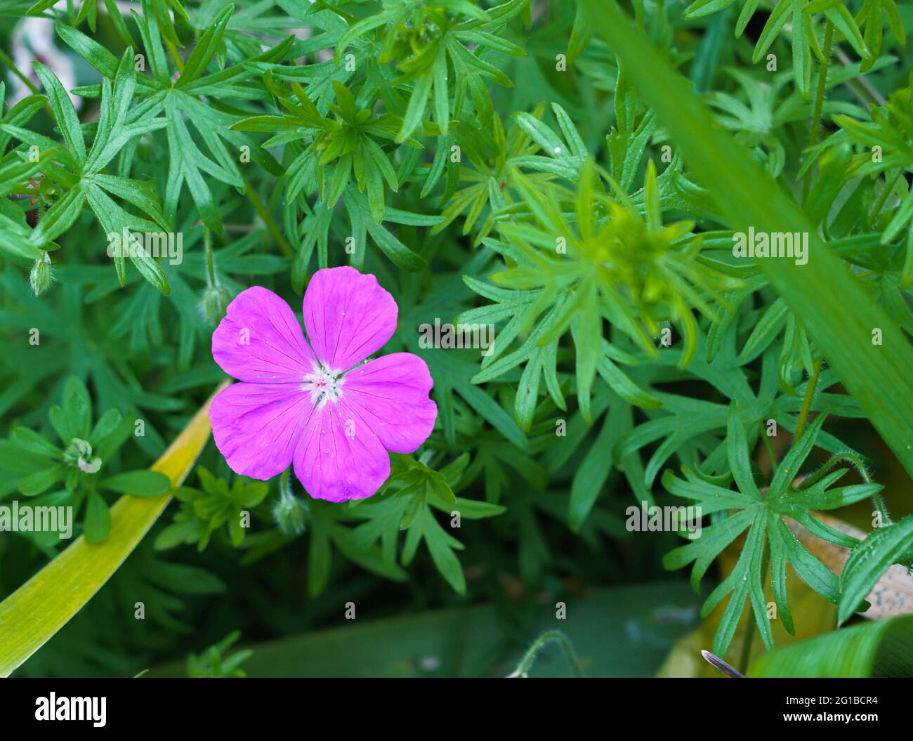 close up of a five petal pink daisy Stock Photo