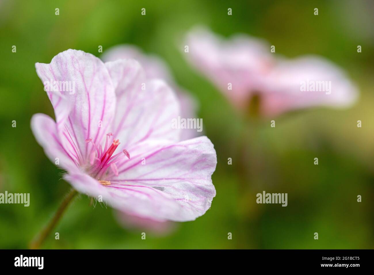 Close-up of a Geranium (Cranesbill) Flower - Asheville, North Carolina, USA Stock Photo