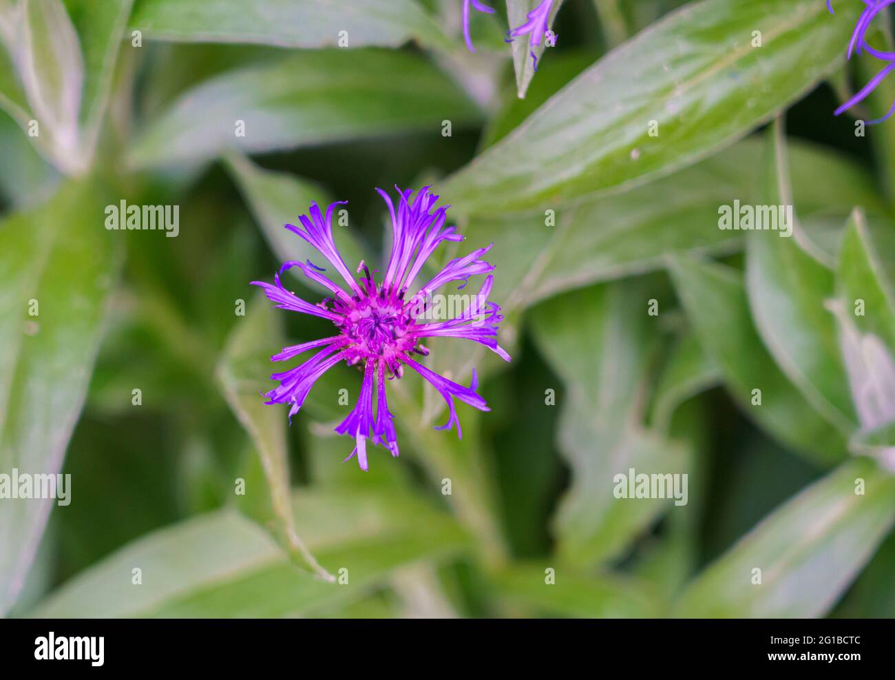 closeup of a Mountain bluet bachelor's button in summer bloom with vivid violet and blue Stock Photo
