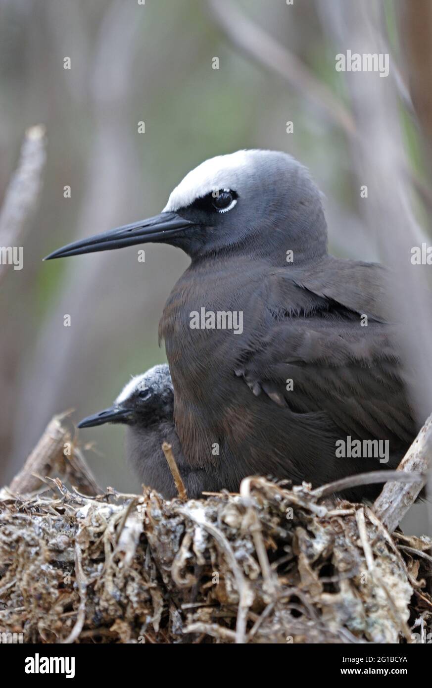 Lesser Noddiesnesting Black noddy bird hi-res stock photography and images - Alamy