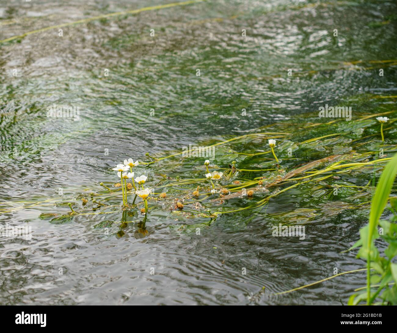 Daisies growing on a reed bed in the world heritage site river Avon in Wiltshire Stock Photo