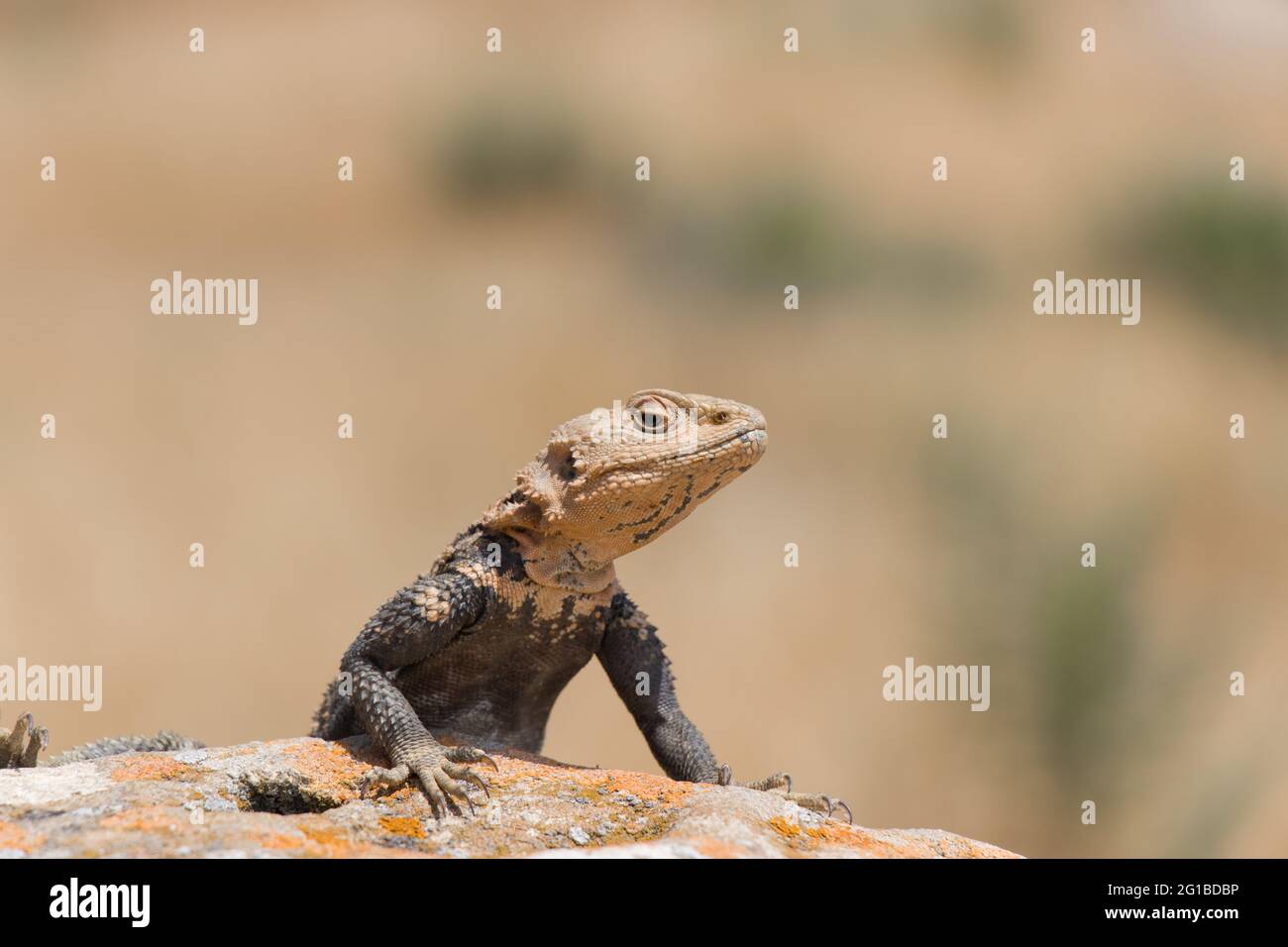 Horizontal nature wildlife hi-res stock photography and images - Alamy