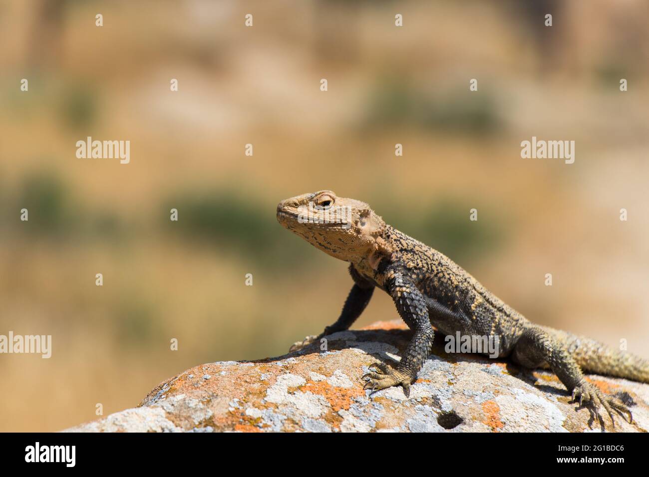 Desert spiny lizard. Wildlife animal. Agama Lizard closeup. The wild nature Stock Photo