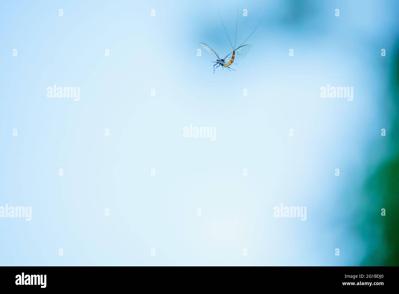 Mayfly in the air Stock Photo