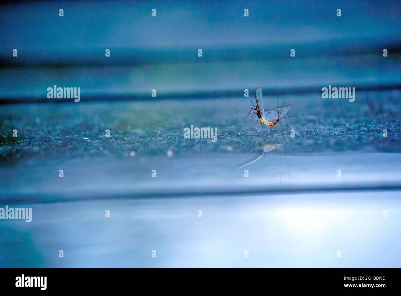 Mayfly in the air Stock Photo - Alamy