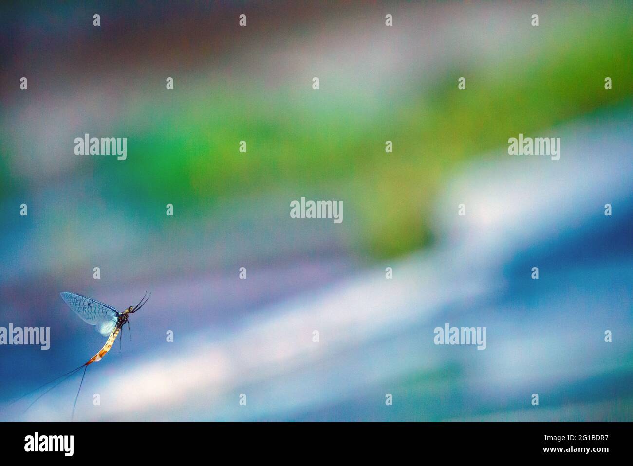 Mayfly in the air Stock Photo - Alamy