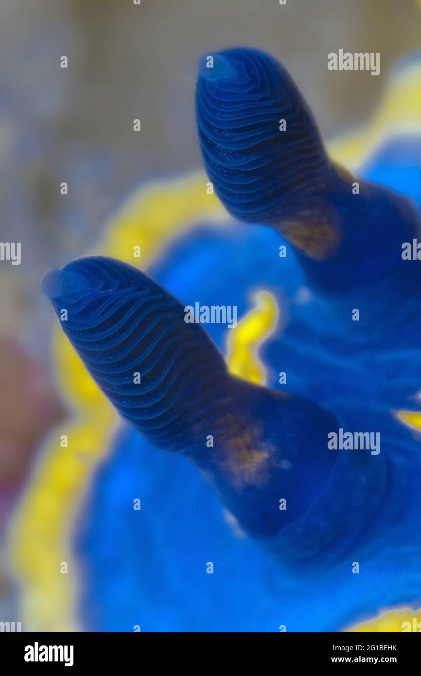 From above closeup bright blue and yellow nudibranch mollusk with rhinophores crawling on sea bottom in natural habitat Stock Photo