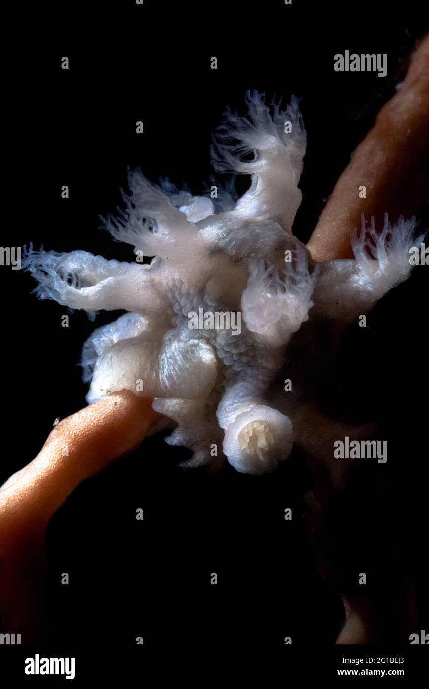 Small white coral with short tentacles on black background in deep sea waters Stock Photo