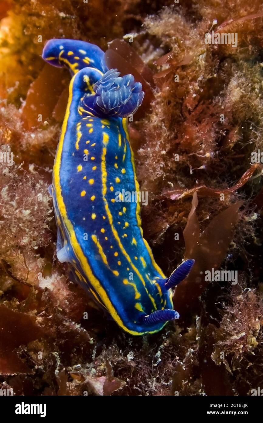 Slug blue sea Glaucus Atlanticus: