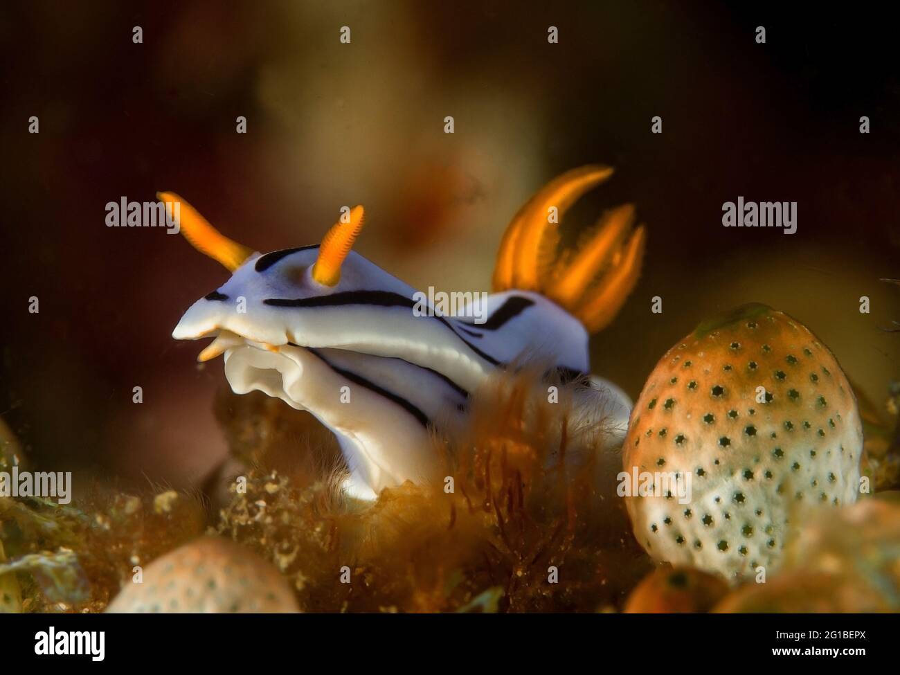 Light blue nudibranch mollusk with yellow rhinophores and tentacles sitting on reef in sea depth Stock Photo