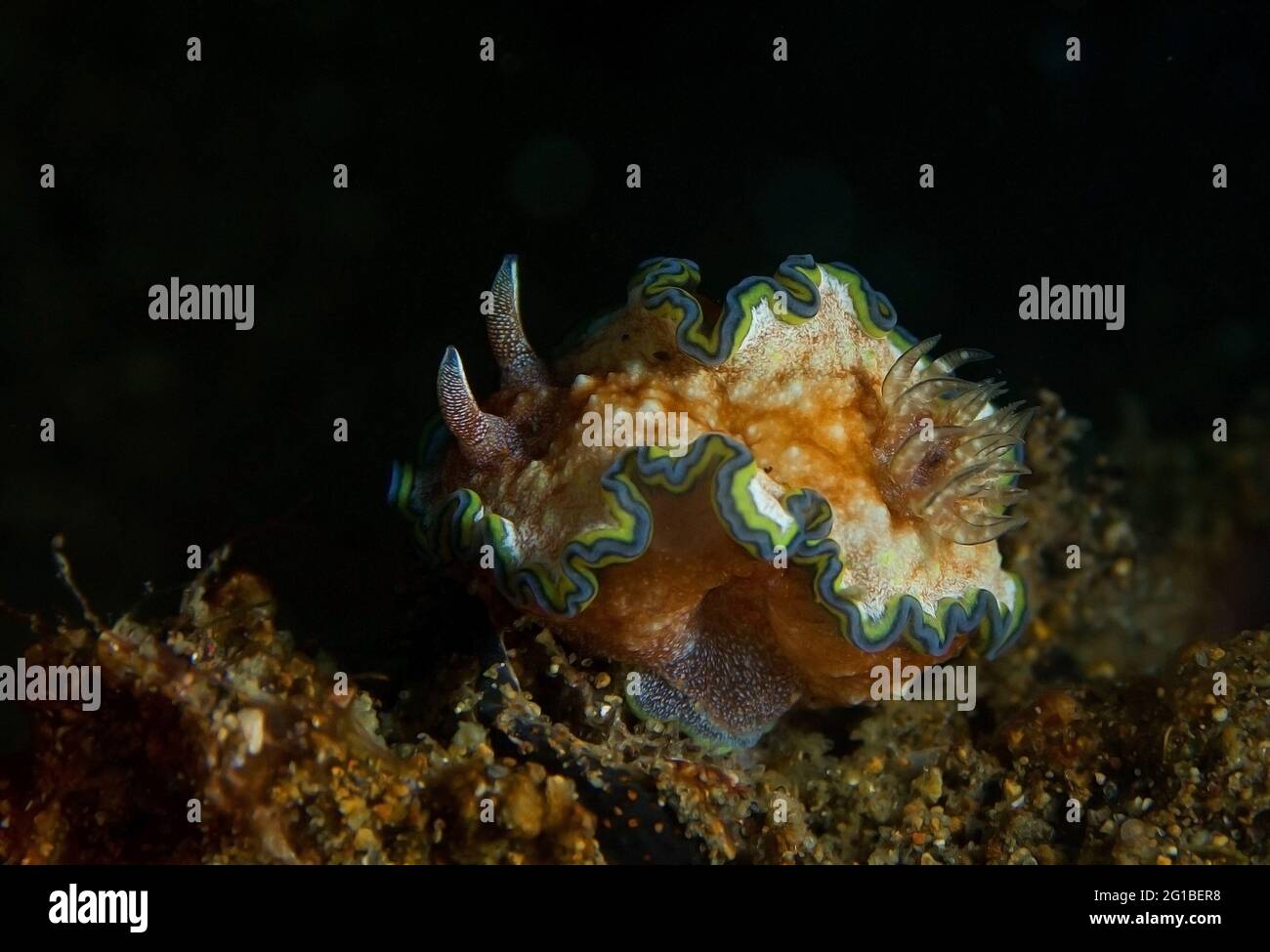 Vivid yellow nudibranch mollusk with blue and green lines and rhinophores crawling on coral reef in dark sea Stock Photo