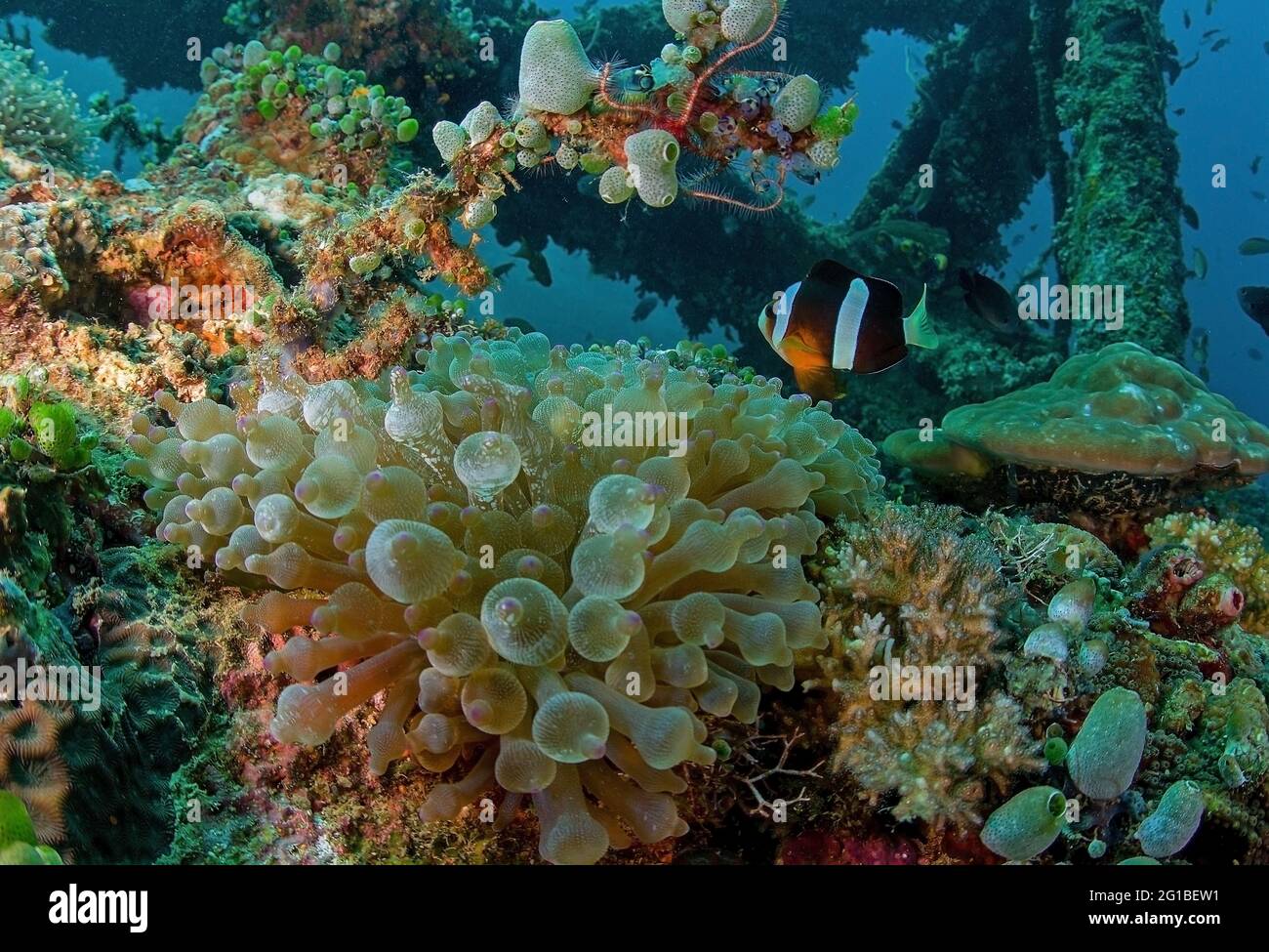 Amphiprion with striped body swimming among coral reefs with polyps under pure ocean aqua Stock Photo
