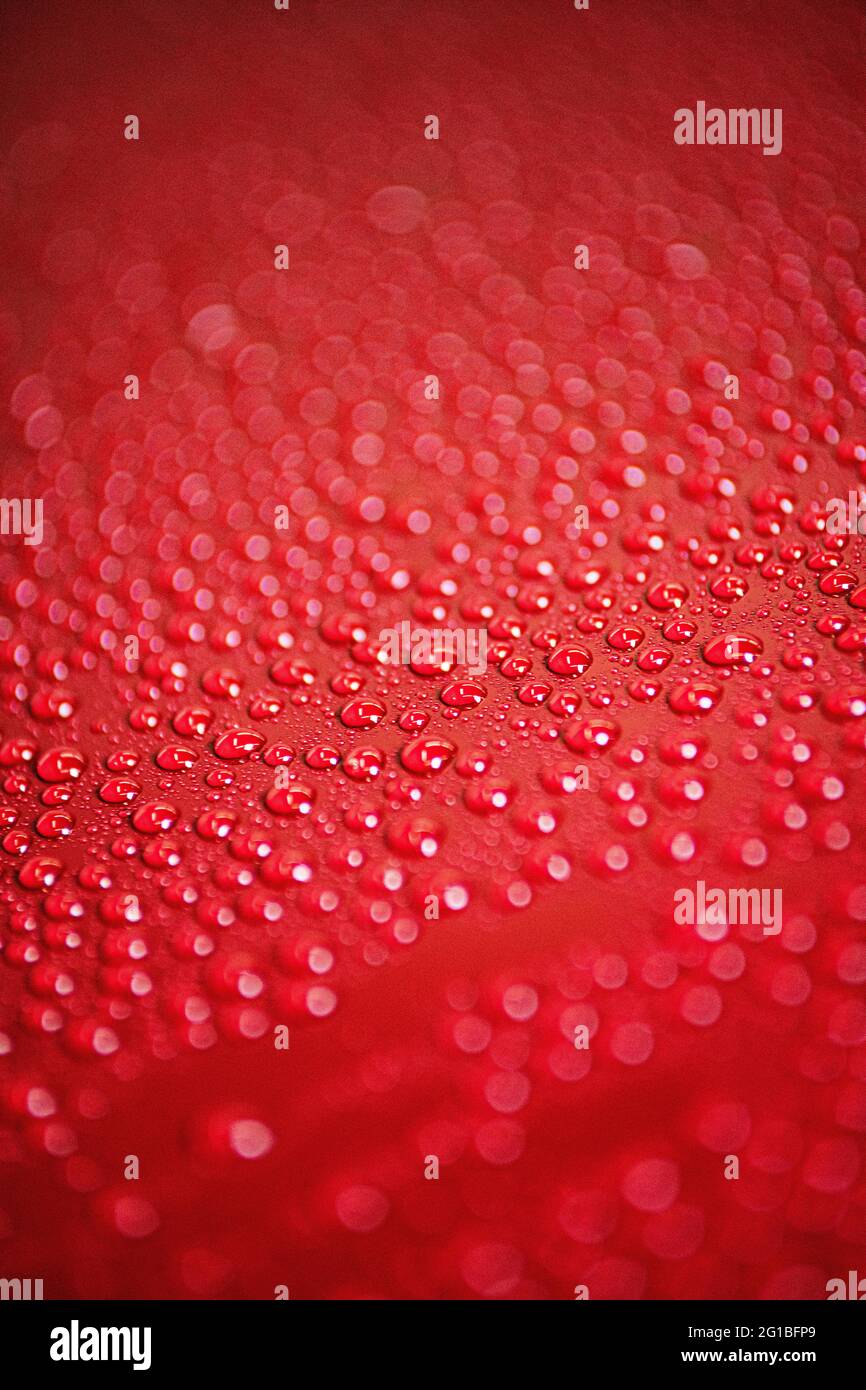 Hydrophopic effect on red car paint. Stock Photo