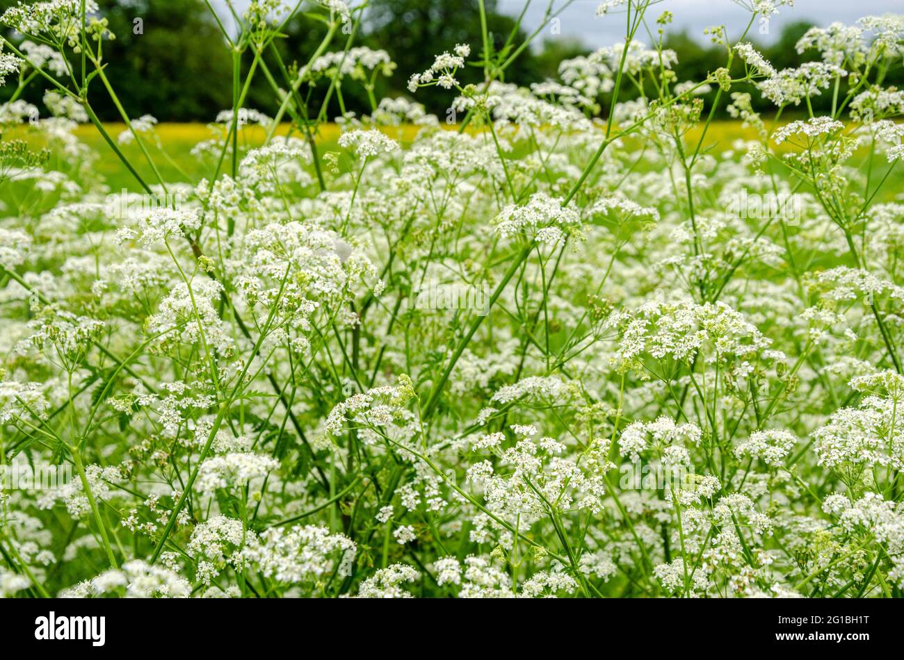 Cow parsley growing at the edge of a field has white flowers. Stock Photo