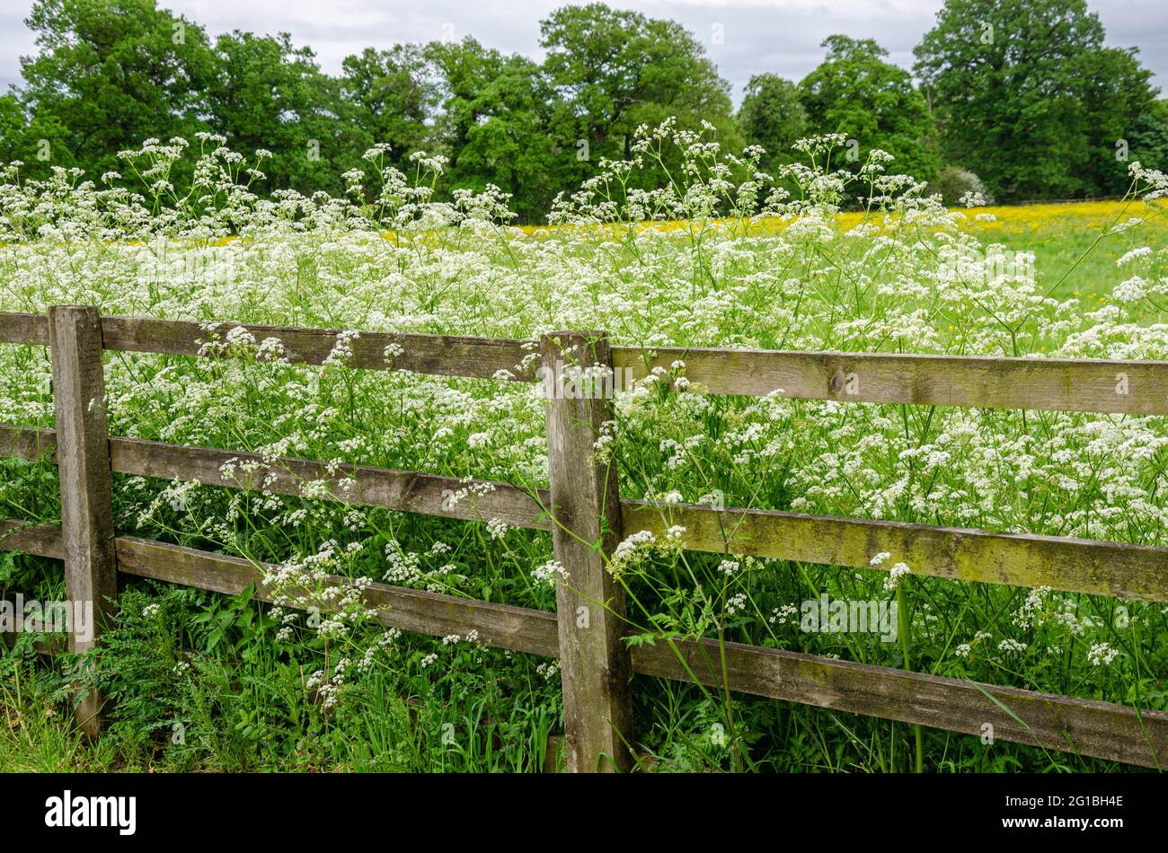Cow parsley growing at the edge of a field has white flowers. Stock Photo