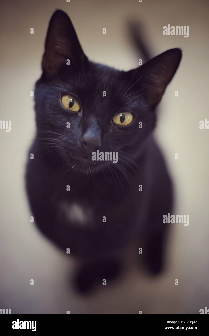 A vertical shot of a black cat staring at the camera Stock Photo - Alamy
