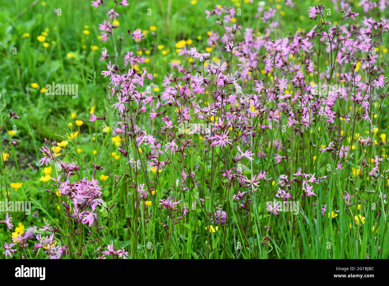 Silene flos-cuculi on the grass Stock Photo