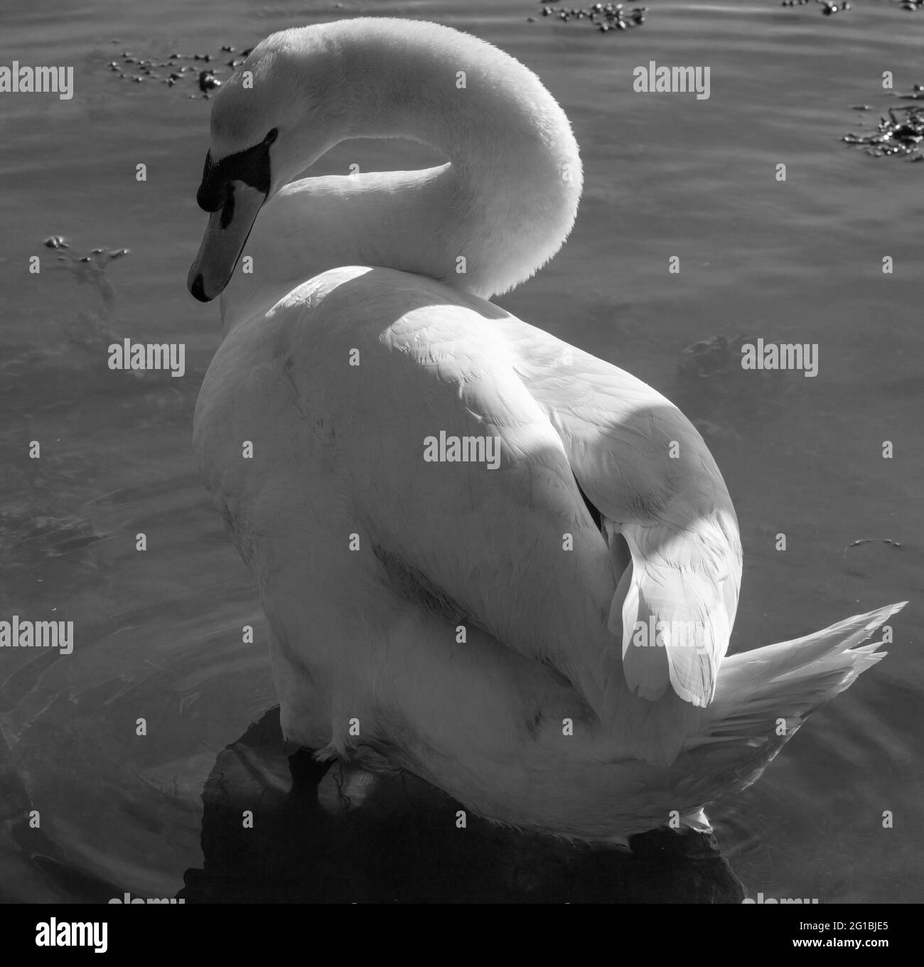 White swan UK. Stock Photo