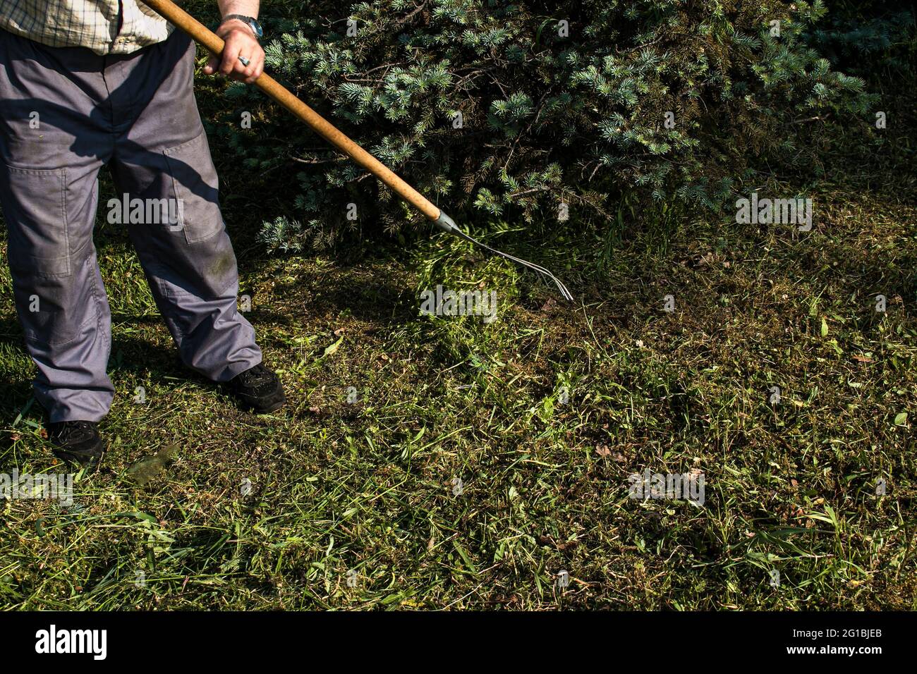 Employees of the city utilities are engaged in cleaning dry leaves on the lawn of the city park. Rake work. Stock Photo