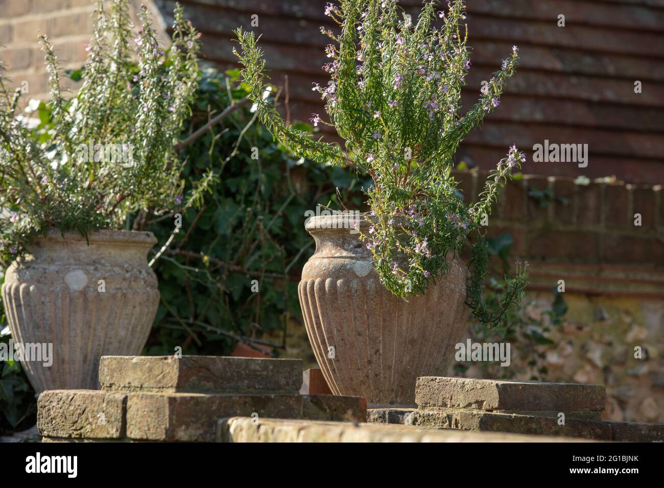 Rosemary plant seen growing in a pot outdoors Stock Photo Alamy