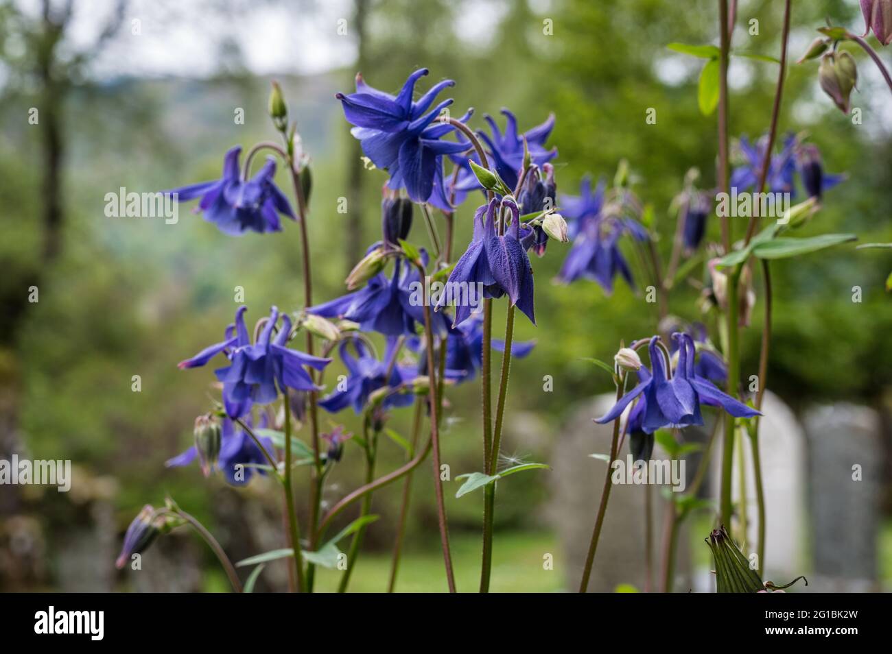 Columbine Wildflower or Aquilegia vulgaris growing in the Scottish Highlands Stock Photo