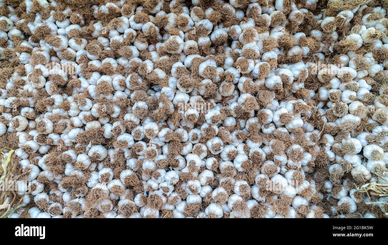 White garlic pile texture hi-res stock photography and images - Alamy
