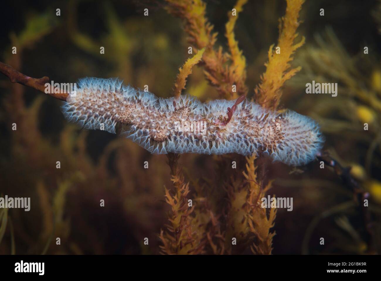 A colony of a Bryozoan species growing on a piece of seaweed. Channel Islands, UK. Stock Photo