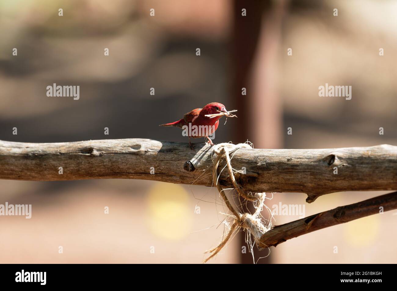 A fiery red Senegalese amaranth sits on a wooden fence with nesting material in its beak Stock Photo