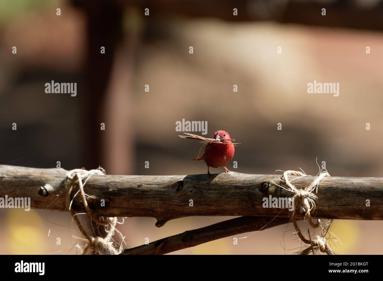A fiery red Senegalese amaranth sits on a wooden fence with nesting material in its beak Stock Photo