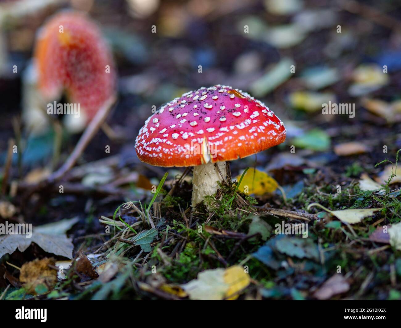 Mushroom Red And White Spots Fly Agaric [Amanita Muscaria] UK Stock Photo