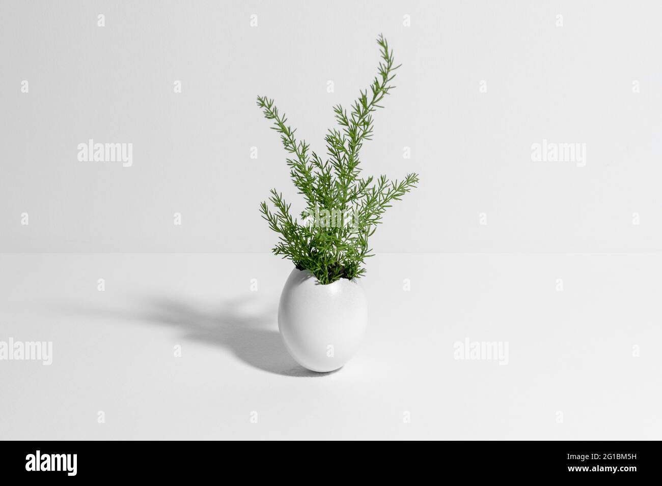 Wild plant coming from white egg shell. White background. Creative white and green background Stock Photo