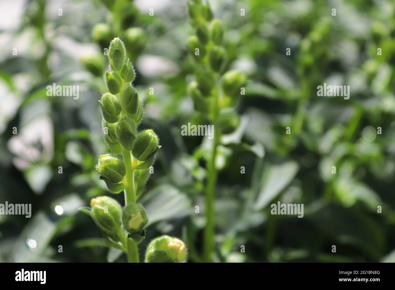 Snapdragon flower buds about to open up Stock Photo Alamy