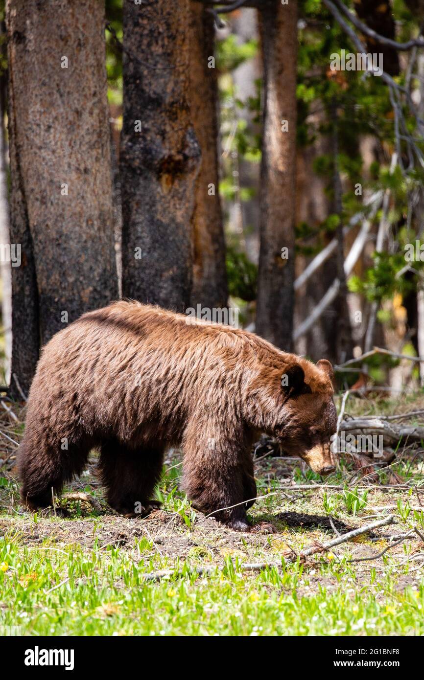 Cinnamon bear hires stock photography and images Alamy