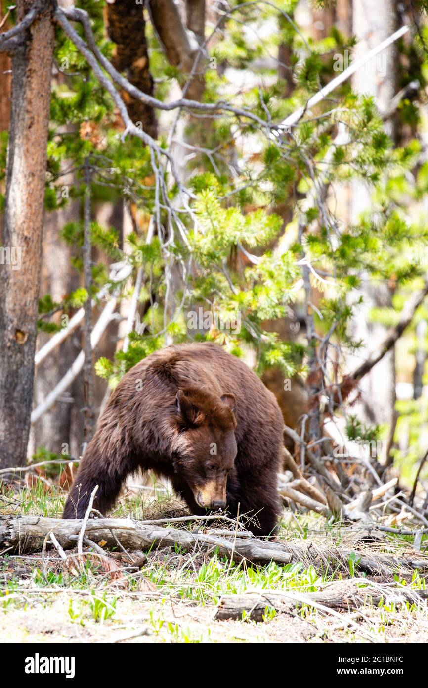 Large female cinnamon phase black bear (Ursus americanus) searches for