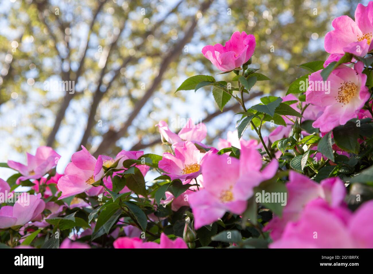 Bright pink Carolina roses in full bloom. London, UK. 5.6.2021 --- Rosa carolina, commonly known as the Carolina rose, pasture rose, or prairie rose, Stock Photo