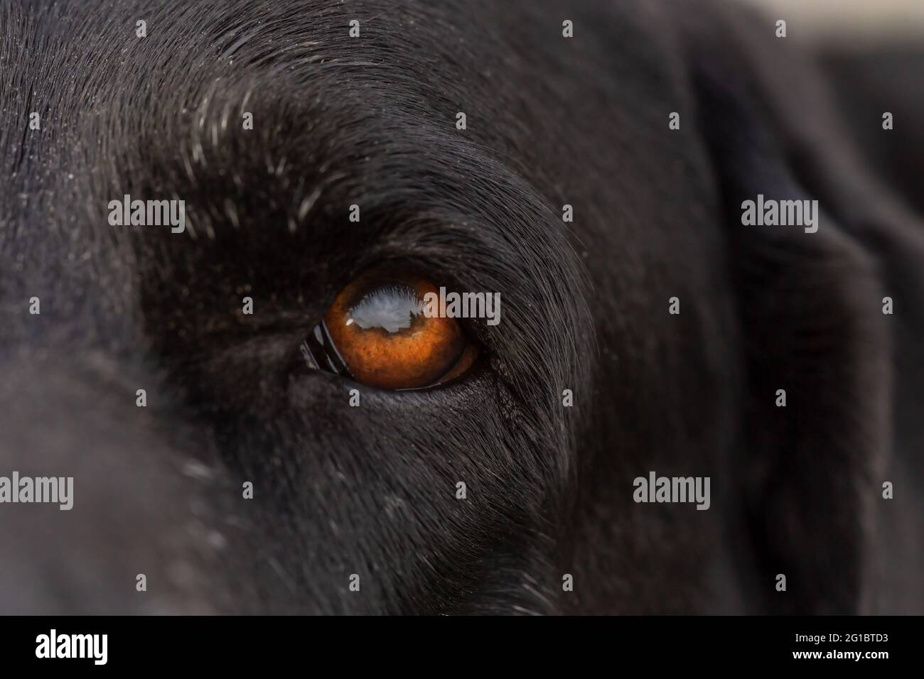 Close-up of a dog eye Stock Photo