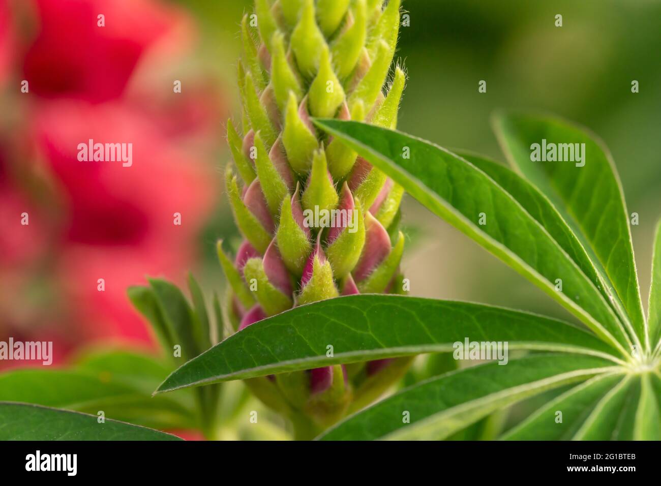 Close-up of pink garden lupin blossoms Stock Photo