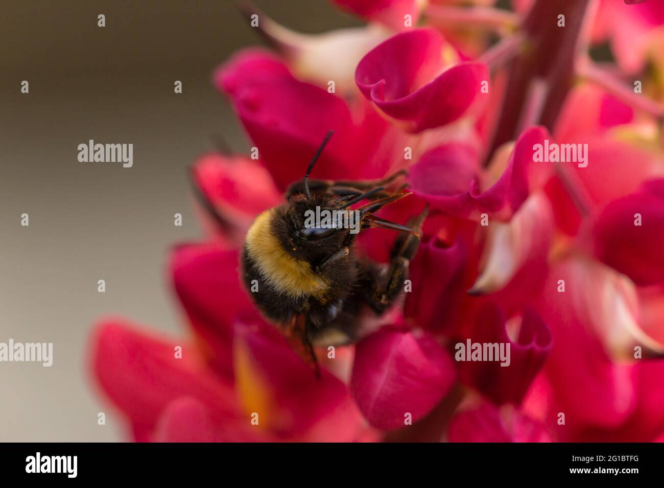 Close-up of a bumblebee collecting nectar on a lupin blossom in a garden Stock Photo