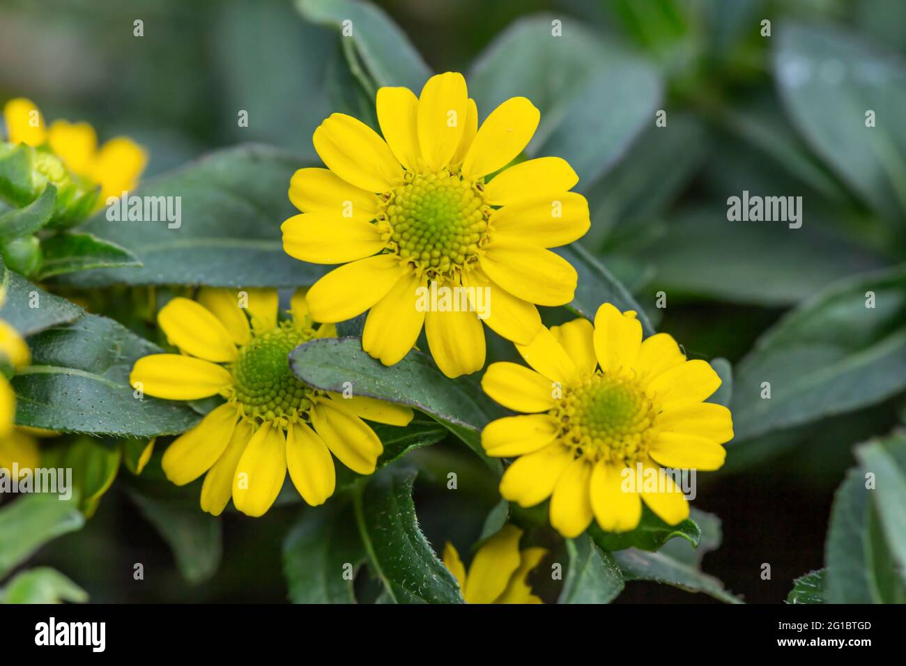 Close-up of pretty yellow ground cover flowers Stock Photo