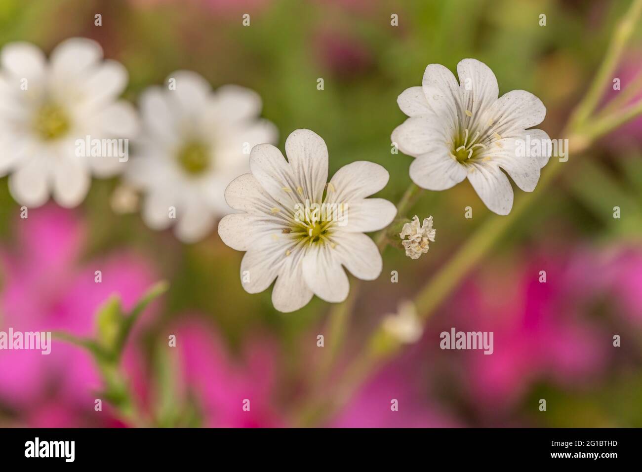 close-up of pretty white summer flowers Stock Photo