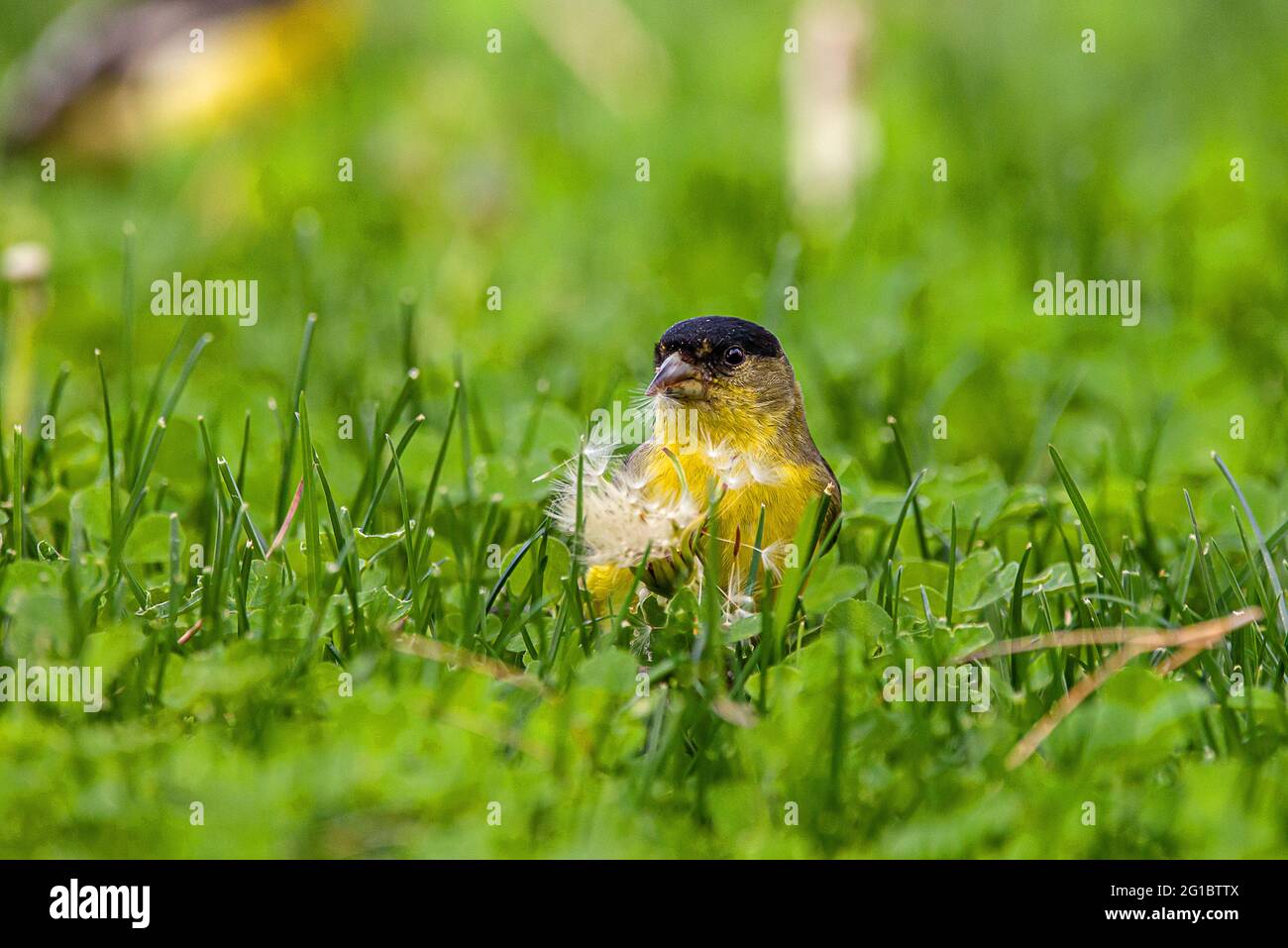 Yellow house finch Stock Photo Alamy