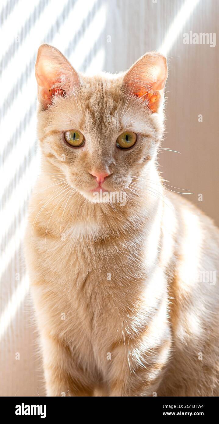 Indoor cat claws hi-res stock photography and images - Alamy